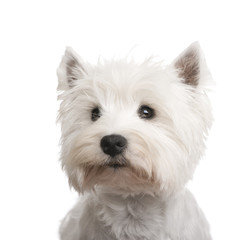 West Highland White Terrier (3 years)