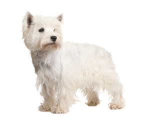 West Highland White Terrier (3 years)