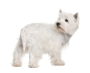 West Highland White Terrier ()