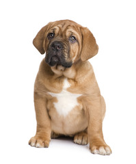 Dogue de Bordeaux puppy (2 months)