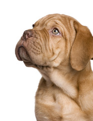 Dogue de Bordeaux puppy (2 months)