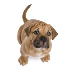 Obraz premium Dogue de Bordeaux puppy (2 months)