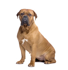 Obraz premium Dogue de Bordeaux (1 year)