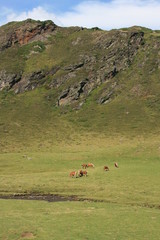Fototapeta premium Pastoralisme entre col de Bareilles et lac d'Ourrec (Pyrénées)
