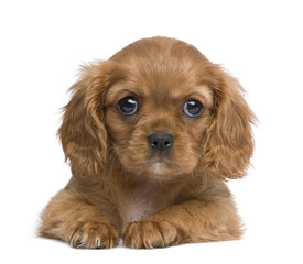 Cavalier King Charles puppy (7 weeks)