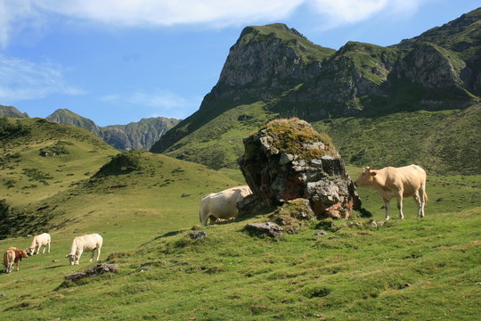 Pastoralisme entre col de Bareilles et  lac d'Ourrec (Pyr&eacute;n&eacute;es)