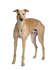 Obraz na płótnie Canvas Greyhound (17 miesięcy)