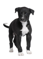 Greyhound puppy (6 weeks) © Eric Isselée