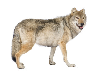 Obraz premium old European wolf - Canis lupus lupus