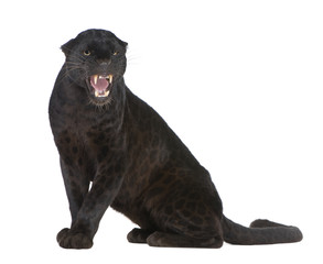 Black Leopard (6 years) © Eric Isselée