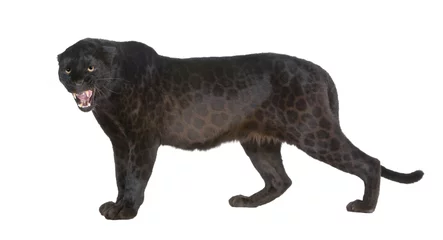 Abwaschbare Fototapete Panther Schwarzer Leopard (6 Jahre)