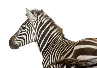 Obraz na płótnie Canvas Zebra (4 lata)