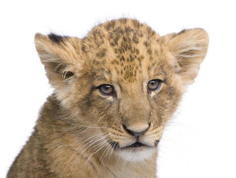 Lion Cub (7 weeks) in front of a white background