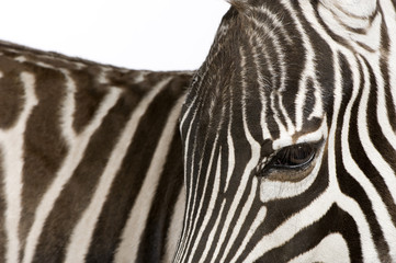 Fototapeta na wymiar Zebra (4 lata)