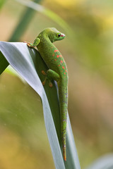 Green gecko