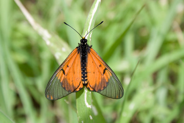 Orange Buttefly
