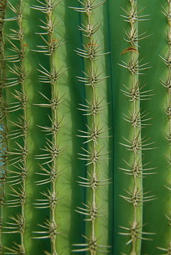 Green cactus