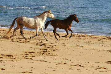 freilaufende pferde am strand