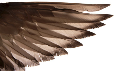 Authentic wing