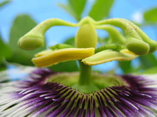 fleur de passiflore edulis en gros plan