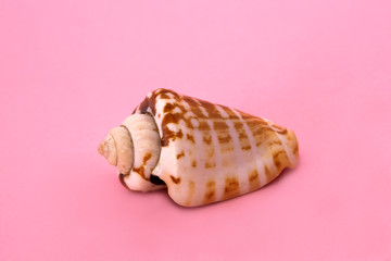 Seashell pink background isolate.