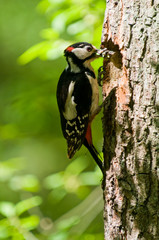 Great Spotted Woodpecker