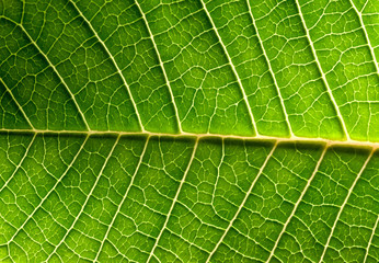 Fototapeta na wymiar Close-up of green leaf