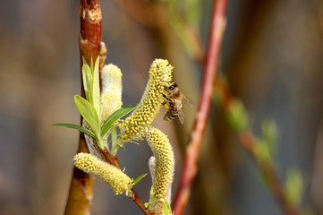 Biene bei der Nahrungssuche