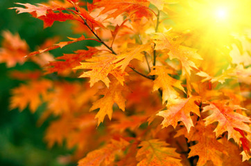 Red autumn leaves background