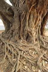 banyan tree1