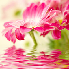 Naklejka na ściany i meble Zbliżenie zdjęcie pink daisy-gerbera