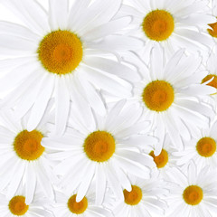 Fototapeta premium White daisies background
