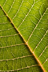 Green leaf background