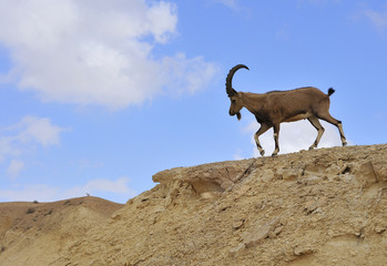 Male ibex