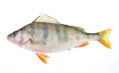 perch