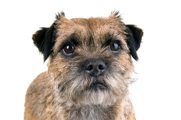 English border terrier