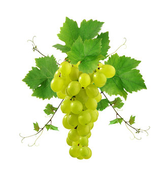 Ornamental grape with leaves