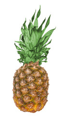 Fototapeta premium Pineapple