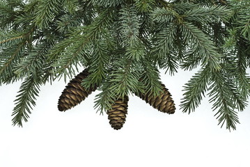 fir tree branches with cones