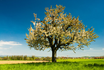 Fototapeta na wymiar blossoming tree in spring in rural scenery