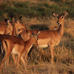 Impalas (Aepyceros melampus) im Okavango Delta, Botswana