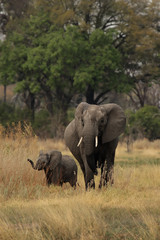 Elefanten-Mutter mit Kind im Okavango Delta, Botswana