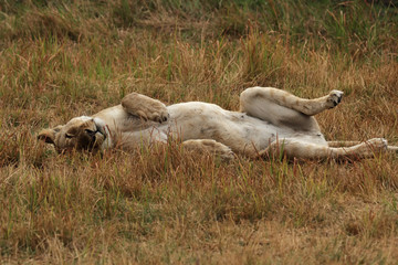 Löwin (Panthera leo) faulenzt im Okavango Delta, Botswana