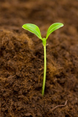 Green seedling growing out of the soil