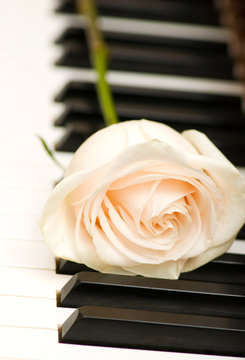 Romantic concept - white rose on piano keys