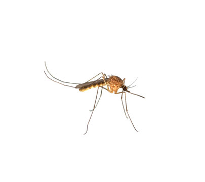 recommend clip art: Close  up of moquito isolated on the white