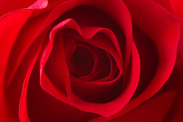 closeup of red rose