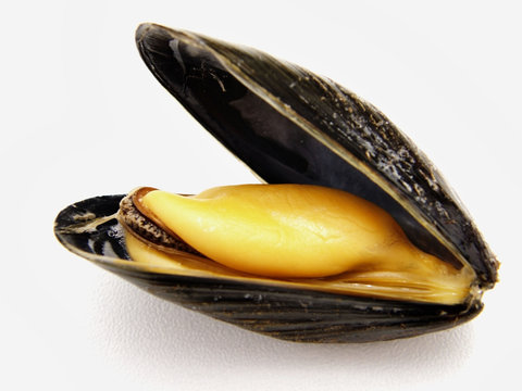 moule