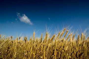 Obraz premium summer field