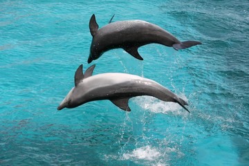 Jumping Dolphins